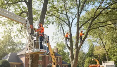 Cherry Hill, NJ arborist pruning trees for safer, healthier property maintenance