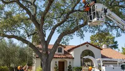 Tree service crew in Cherry Hill, NJ providing professional tree care and removal services