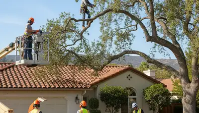 Tree service crew in Cherry Hill, NJ providing professional tree care and removal