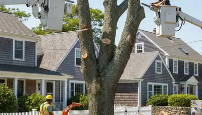 Tree service crew in Cherry Hill, NJ providing professional tree trimming and removal services