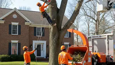 Tree service crew in Cherry Hill, NJ providing professional tree care for a local property