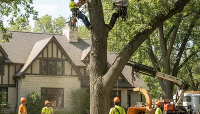 Tree service crew providing professional tree trimming and removal in Cherry Hill, NJ