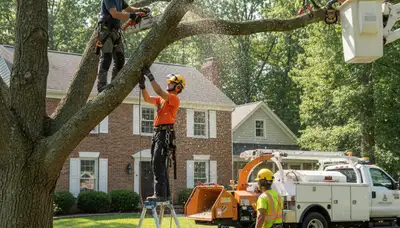 Tree service crew in Cherry Hill, NJ providing professional tree trimming and removal services
