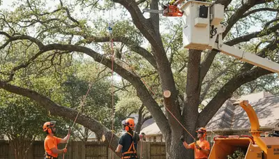 Tree trimming service in Cherry Hill, NJ for healthy, neat, safer trees around your property